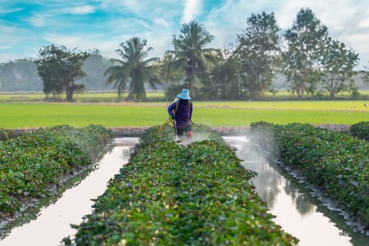 Nature of sweet potatoes plantation or yam farming on rural land green color lush growing is a agriculture in asia