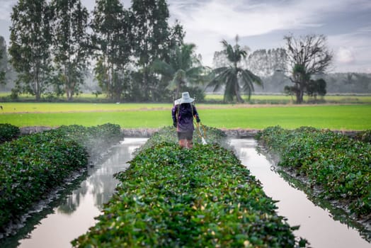 Nature of sweet potatoes plantation or yam farming on rural land green color lush growing is a agriculture in asia