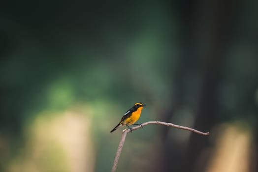 Bird (Narcissus Flycatcher, Ficedula narcissina) male black, orange, orange-yellow color perched on a tree in a nature wild and risk of extinction