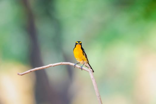 Bird (Narcissus Flycatcher, Ficedula narcissina) male black, orange, orange-yellow color perched on a tree in a nature wild and risk of extinction