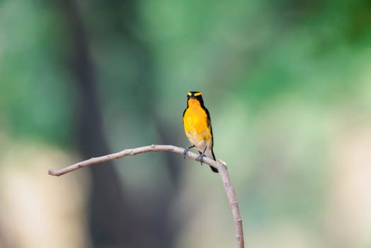 Bird (Narcissus Flycatcher, Ficedula narcissina) male black, orange, orange-yellow color perched on a tree in a nature wild and risk of extinction