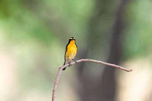 Bird (Narcissus Flycatcher, Ficedula narcissina) male black, orange, orange-yellow color perched on a tree in a nature wild and risk of extinction