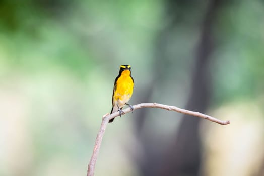 Bird (Narcissus Flycatcher, Ficedula narcissina) male black, orange, orange-yellow color perched on a tree in a nature wild and risk of extinction