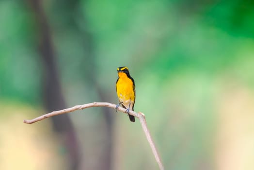 Bird (Narcissus Flycatcher, Ficedula narcissina) male black, orange, orange-yellow color perched on a tree in a nature wild and risk of extinction