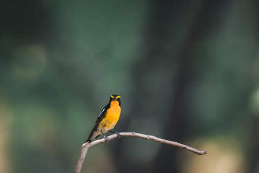 Bird (Narcissus Flycatcher, Ficedula narcissina) male black, orange, orange-yellow color perched on a tree in a nature wild and risk of extinction