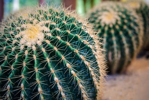 Cactus (Gymno ,Gymnocalycium) and Cactus flowers in cactus garden many size and colors popular use for decorative in house or flower shop