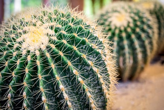 Cactus (Gymno ,Gymnocalycium) and Cactus flowers in cactus garden many size and colors popular use for decorative in house or flower shop