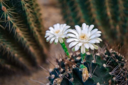 Cactus (Gymno ,Gymnocalycium) and Cactus flowers in cactus garden many size and colors popular use for decorative in house or flower shop