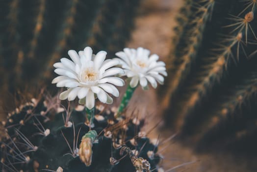 Cactus (Gymno ,Gymnocalycium) and Cactus flowers in cactus garden many size and colors popular use for decorative in house or flower shop