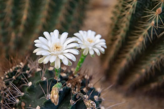 Cactus (Gymno ,Gymnocalycium) and Cactus flowers in cactus garden many size and colors popular use for decorative in house or flower shop