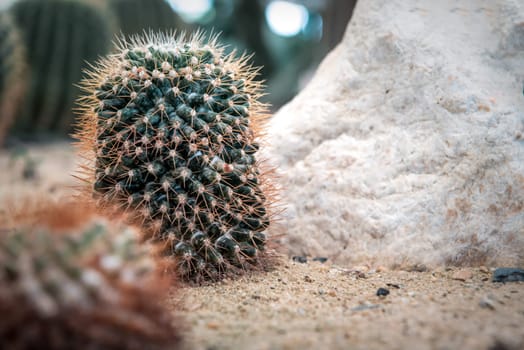 Cactus (Gymno ,Gymnocalycium) and Cactus flowers in cactus garden many size and colors popular use for decorative in house or flower shop