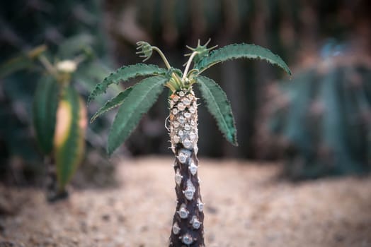 Cactus (Gymno ,Gymnocalycium) and Cactus flowers in cactus garden many size and colors popular use for decorative in house or flower shop