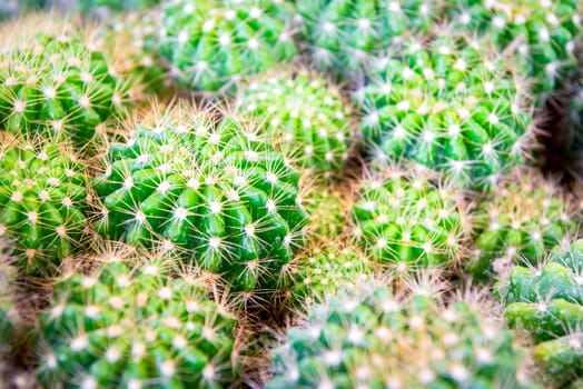 Cactus (Gymno ,Gymnocalycium) and Cactus flowers in cactus garden many size and colors popular use for decorative in house or flower shop