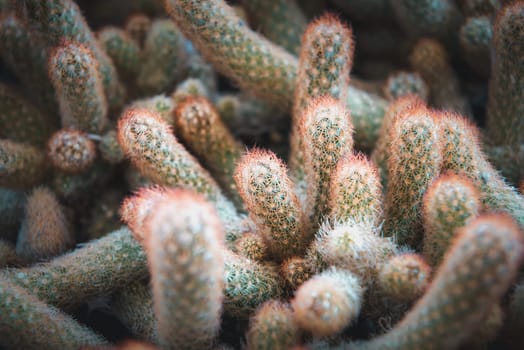 Cactus (Gymno ,Gymnocalycium) and Cactus flowers in cactus garden many size and colors popular use for decorative in house or flower shop