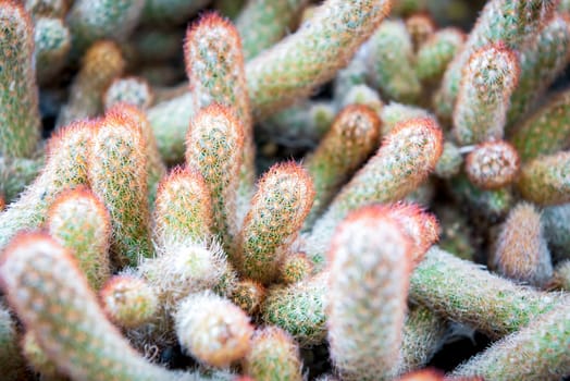 Cactus (Gymno ,Gymnocalycium) and Cactus flowers in cactus garden many size and colors popular use for decorative in house or flower shop