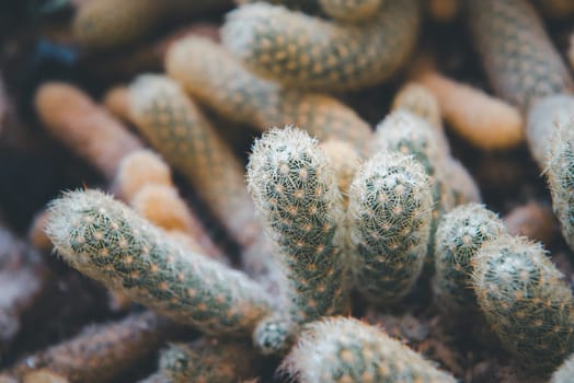 Cactus (Gymno ,Gymnocalycium) and Cactus flowers in cactus garden many size and colors popular use for decorative in house or flower shop