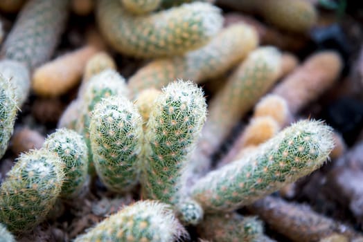 Cactus (Gymno ,Gymnocalycium) and Cactus flowers in cactus garden many size and colors popular use for decorative in house or flower shop