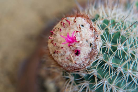 Cactus (Gymno ,Gymnocalycium) and Cactus flowers in cactus garden many size and colors popular use for decorative in house or flower shop