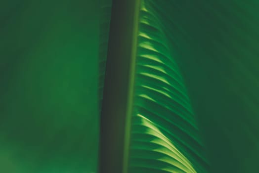 Greenery background, green color of nature plant and leaf environment greenery concept (Banana)