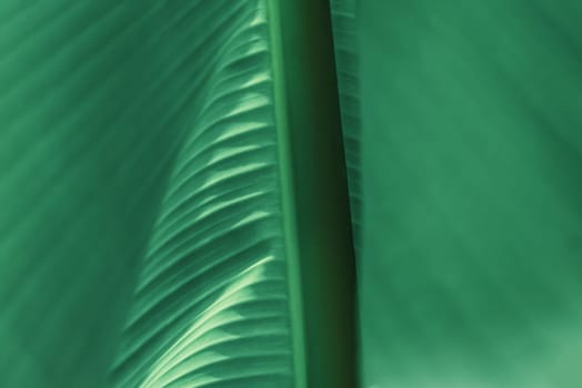 Greenery background, green color of nature plant and leaf environment greenery concept (Banana)