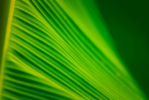 Greenery background, green color of nature plant and leaf environment greenery concept (Banana)