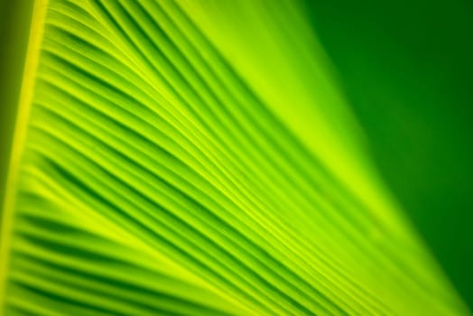 Greenery background, green color of nature plant and leaf environment greenery concept (Banana)