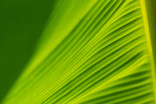 Greenery background, green color of nature plant and leaf environment greenery concept (Banana)