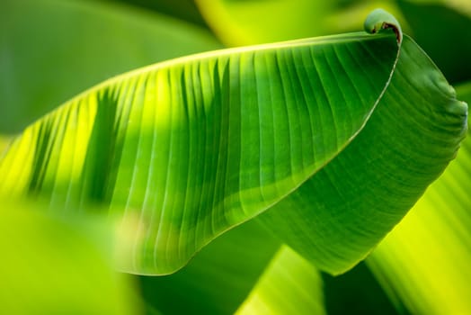 Greenery background, green color of nature plant and leaf environment greenery concept (Banana)