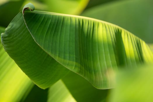 Greenery background, green color of nature plant and leaf environment greenery concept (Banana)