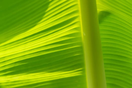 Greenery background, green color of nature plant and leaf environment greenery concept (Banana)