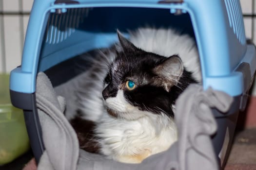 A Felidae, small to mediumsized cat with black and white fur is inside a blue carrier in a vehicle. It is a carnivorous mammal with whiskers