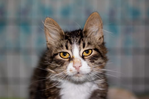 A close up of a Felidae carnivore with yellow eyes staring at the camera. The small to mediumsized cat has whiskers, a snout, fur, and is most likely a domestic shorthaired cat