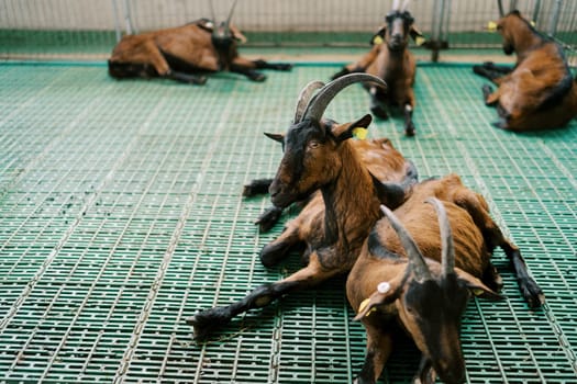 Brown goats resting lying in a pen on a farm. High quality photo