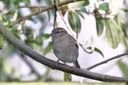 A close up image of an adult female house sparrow perched on a garden fence in northern England.