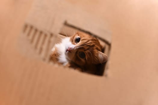 A red cat sitting in a cardboard box looks up through a hole cut out in the box.