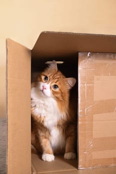 A ginger cat sits in a cardboard box, his gaze directed upward.