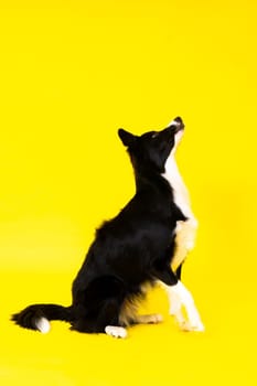 Close-up of Border Collie, 1.5 years old, looking at a camera against red and yellow background