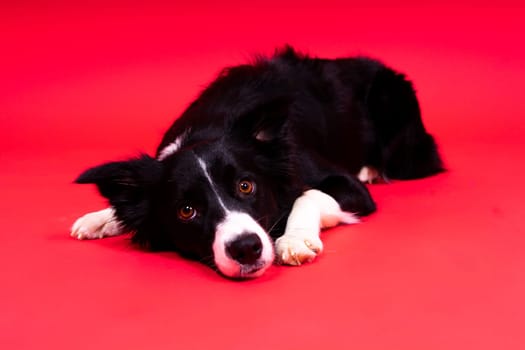 Close-up of Border Collie, 1.5 years old, looking at a camera against red and yellow background