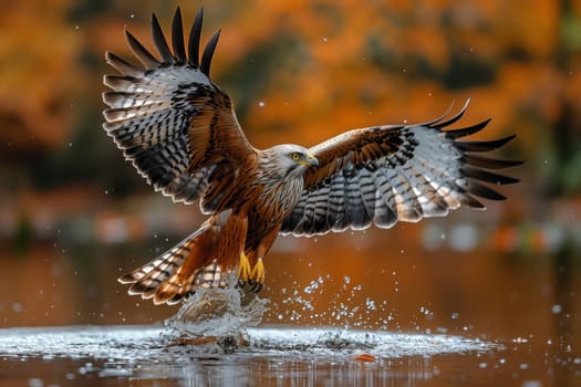 A Falcon, a member of the Accipitridae family, with sharp beak and feathers adapted for flight, soars gracefully over a body of water, a terrestrial animal thriving as an aquatic organism