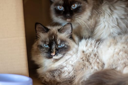 Two Siamese cats, small to mediumsized cats in the Felidae family, are lounging in a cardboard box. Their whiskers and irises are visible as they rest in their comfortable spot