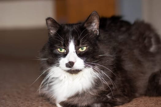 A domestic shorthaired cat, a member of the Felidae family and a carnivorous terrestrial animal, with black and white fur and striking green eyes, gazes into the camera