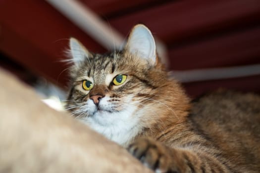 Playful gray shaggy cat at home close up