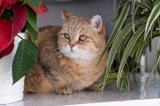 A beautiful domestic striped adult cat lies and sleeps on the windowsill by the window, next to a houseplant or a flower in a flower pot. Favorite pets.