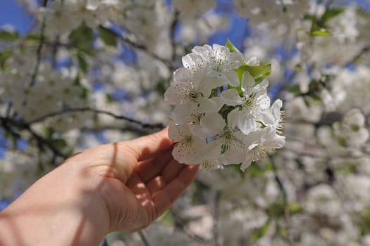branch of a blossoming cherry in a woman's hand, against the background of a blossoming tree and a bright blue sky, selective focus.