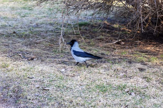 A seabird with a black and white plumage is perched on a twig surrounded by lush green grass and towering trees in a natural landscape