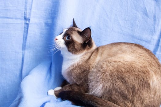 Gray cat with blue eyes portrait on blue background close up