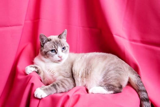 Gray cat with blue eyes lying on pink background close up