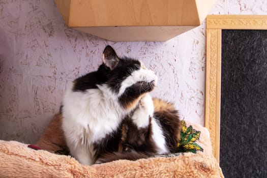 Funny tricolor cat at home, close up portrait