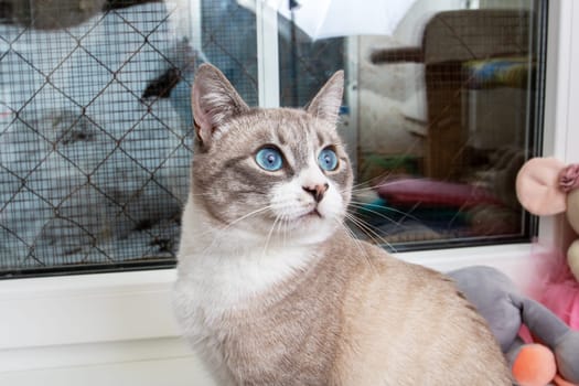 A Felidae with striking blue eyes gazes out of a window. This small to mediumsized carnivore, with whiskers and a fawncolored snout, enjoys the view through the mesh