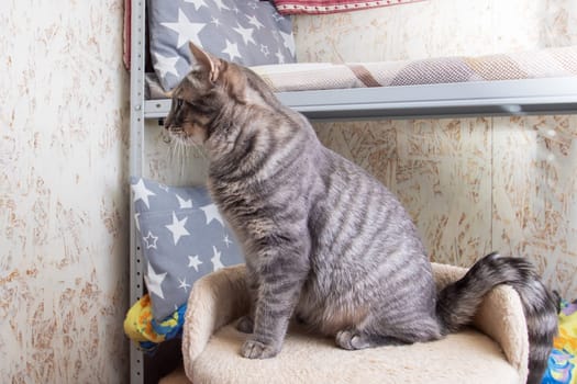 Felidae Cat with whiskers sitting on shelf close up